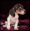Small Photo #4 Beagle Puppy For Sale in COPPOCK, IA, USA