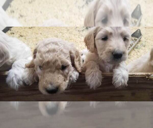 Medium Photo #4 Goldendoodle Puppy For Sale in AGOURA HILLS, CA, USA
