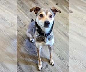 Feist Terrier-German Shepherd Dog Mix Dogs for adoption in Oakhurst, NJ, USA