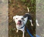Small #5 American Bulldog