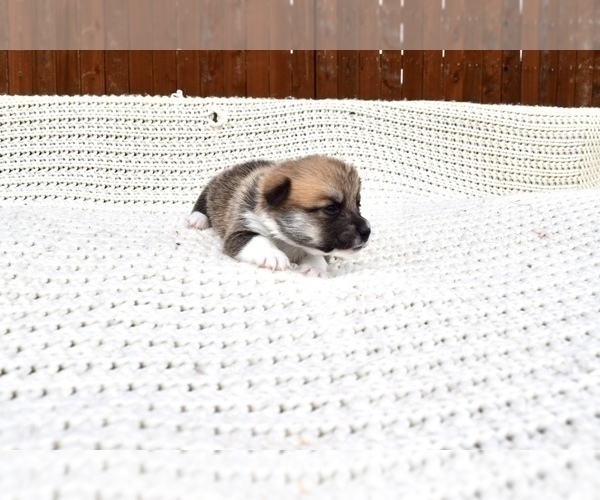 Medium Photo #54 Pembroke Welsh Corgi Puppy For Sale in SOULSBYVILLE, CA, USA