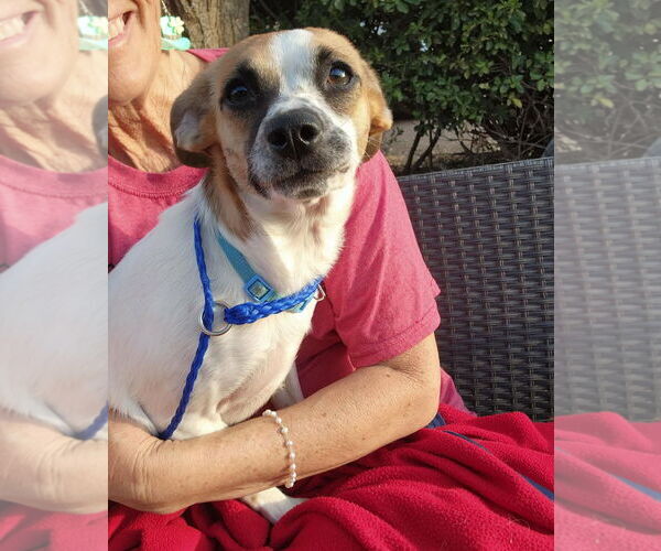 Medium Photo #4 Rat-Cha Puppy For Sale in Grafton, WI, USA