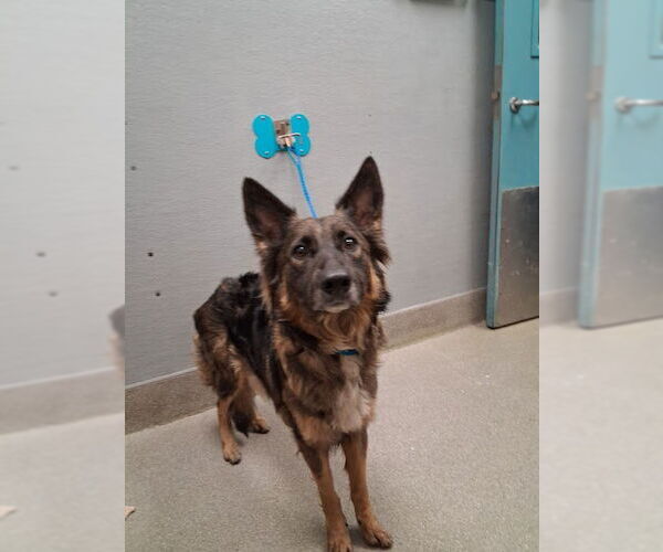 Medium Photo #1 German Shepherd Dog-Unknown Mix Puppy For Sale in Las Vegas, NV, USA