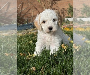 Miniature Bernedoodle Puppy for Sale in LONGMONT, Colorado USA