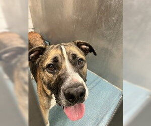 Mastiff-Unknown Mix Dogs for adoption in Pearland, TX, USA