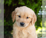 Small #4 Golden Retriever