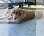 Small #3 Golden Labrador