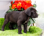 Small #5 Great Dane