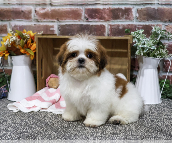 Medium Photo #6 Shih Tzu Puppy For Sale in SYRACUSE, IN, USA