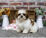 Small Photo #6 Shih Tzu Puppy For Sale in SYRACUSE, IN, USA