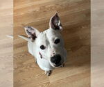 Small #2 Mutt
