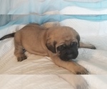 Small Photo #35 Mastiff Puppy For Sale in FULTON, NY, USA