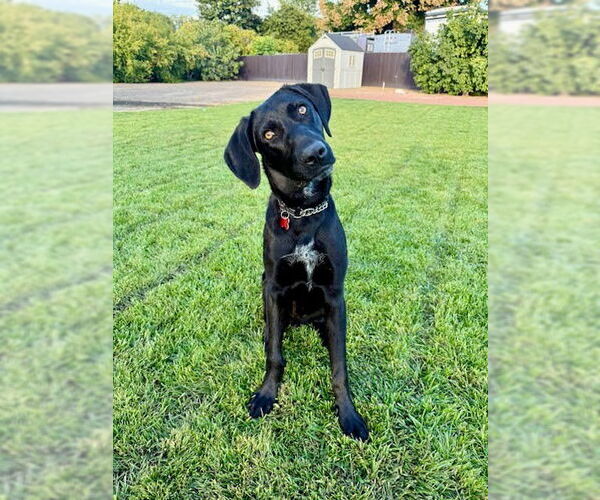 Medium Photo #7 German Shorthaired Lab Puppy For Sale in San Diego, CA, USA