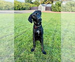 Small #6 German Shorthaired Lab