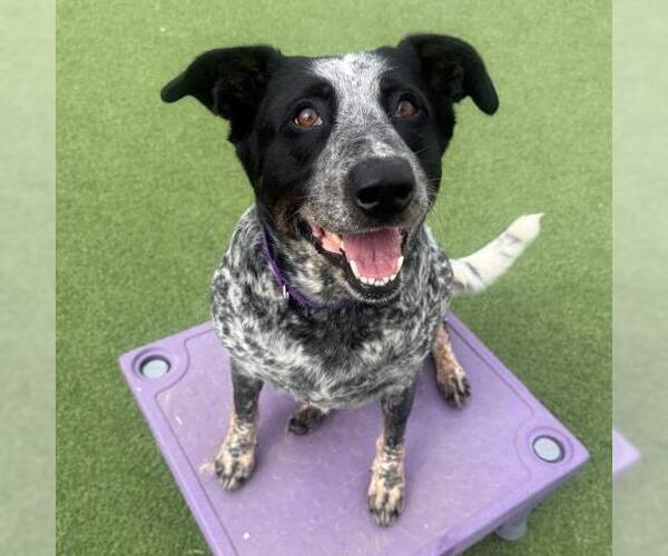 Medium Photo #2 Mutt Puppy For Sale in Camarillo, CA, USA