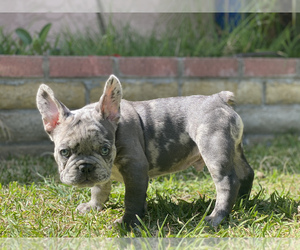 French Bulldog Puppy for sale in SOUTH GATE, CA, USA
