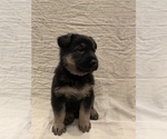 Small Photo #2 German Shepherd Dog Puppy For Sale in WASHOUGAL, WA, USA