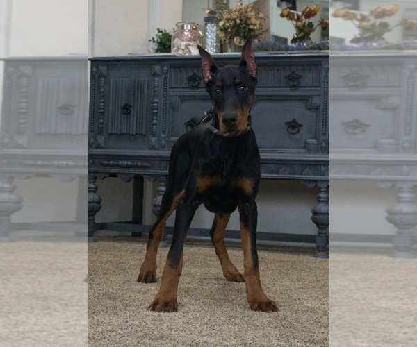 Medium Photo #8 Doberman Pinscher Puppy For Sale in WARSAW, IN, USA