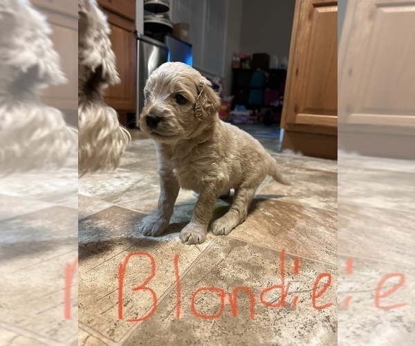 Medium Photo #1 Aussiedoodle Puppy For Sale in RICE, VA, USA
