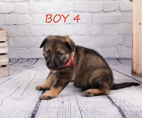 Medium Photo #12 German Shepherd Dog-Wolf Hybrid Mix Puppy For Sale in SAN DIEGO, CA, USA