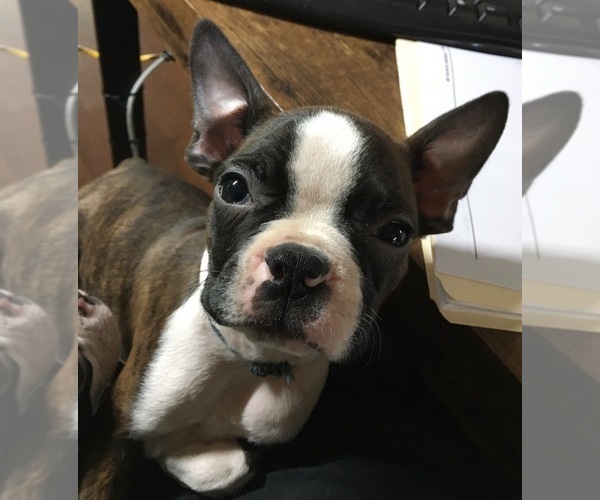 View Ad: Boston Terrier Puppy for Sale near Florida, INTERCESSION CITY
