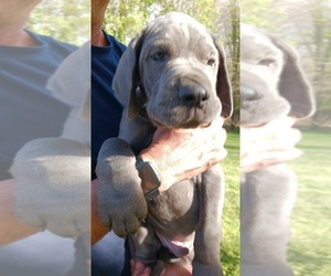 Great Dane Puppy for Sale in WINSTON SALEM, North Carolina USA