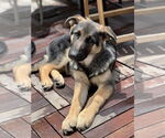 Small German Shepherd Dog