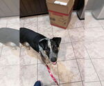 Small #8 Mutt