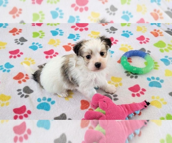Medium Photo #6 Papitese Puppy For Sale in ORO VALLEY, AZ, USA