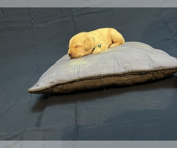 Medium Photo #12 Labrador Retriever Puppy For Sale in BARTLETT, IL, USA