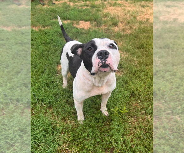Medium Photo #3 American Staffordshire Terrier-Unknown Mix Puppy For Sale in Muskegon, MI, USA