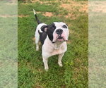 Small Photo #3 American Staffordshire Terrier-Unknown Mix Puppy For Sale in Muskegon, MI, USA