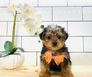 Yorkshire Terrier Puppy for sale in INDIANAPOLIS, IN, USA