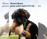 Puppy green collar German Shepherd Dog