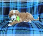 Small #1 Cavapoo (Miniature)
