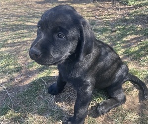 Labrador Retriever Puppy for sale in PEACE VALLEY, MO, USA