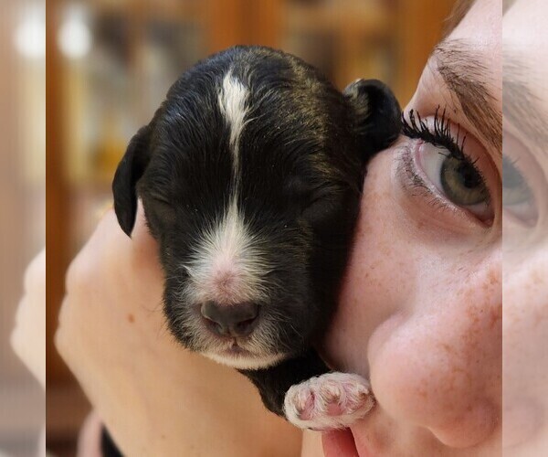 Medium Photo #4 F2 Aussiedoodle Puppy For Sale in COLUMBIA, TN, USA