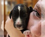 Small #3 F2 Aussiedoodle