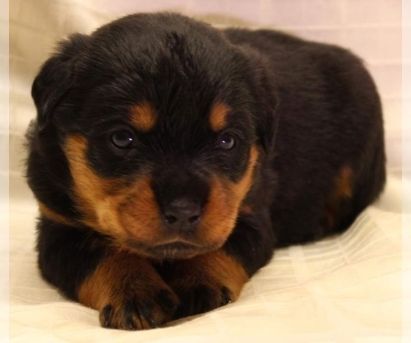Medium Photo #8 Rottweiler Puppy For Sale in ROCKFORD, IL, USA