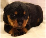 Small Photo #8 Rottweiler Puppy For Sale in ROCKFORD, IL, USA