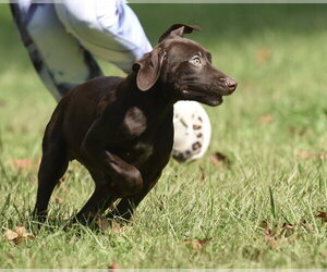 Friska - Female Chocolate Labrador retriever-Pointer Mix Dog for Adoption - Photo #10