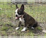 Small #8 French Bulldog