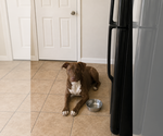 Small #6 Boxer Mix