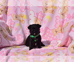 Small Photo #4 Pug-A-Poo Puppy For Sale in MECHANICSVILLE, MD, USA