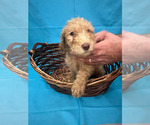 Puppy 9 Double Doodle