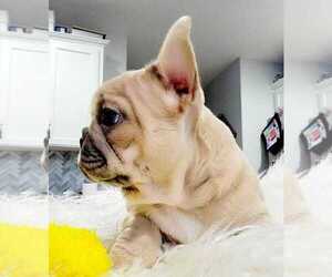 French Bulldog Puppy for Sale in BATTLE GROUND, Washington USA