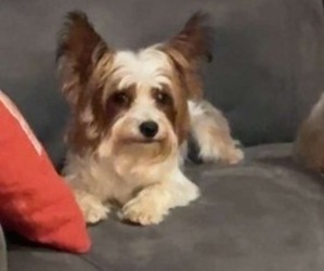 Father of the Yorkshire Terrier puppies born on 02/04/2025