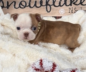 Boston Terrier Puppy for sale in HICKORY, NC, USA