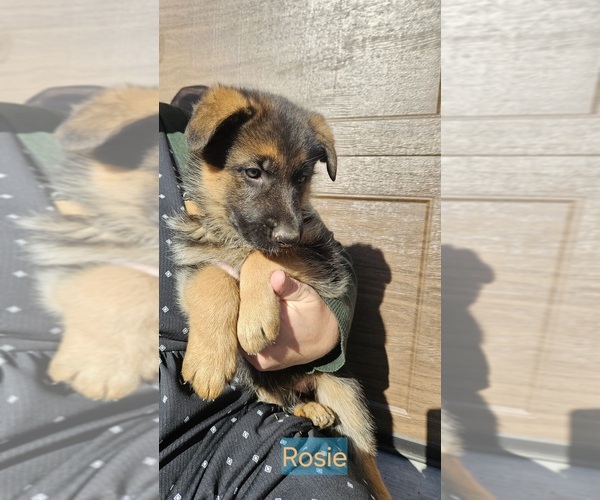 Medium Photo #1 German Shepherd Dog Puppy For Sale in MANHEIM, PA, USA