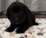 Small #1 Labrador Retriever